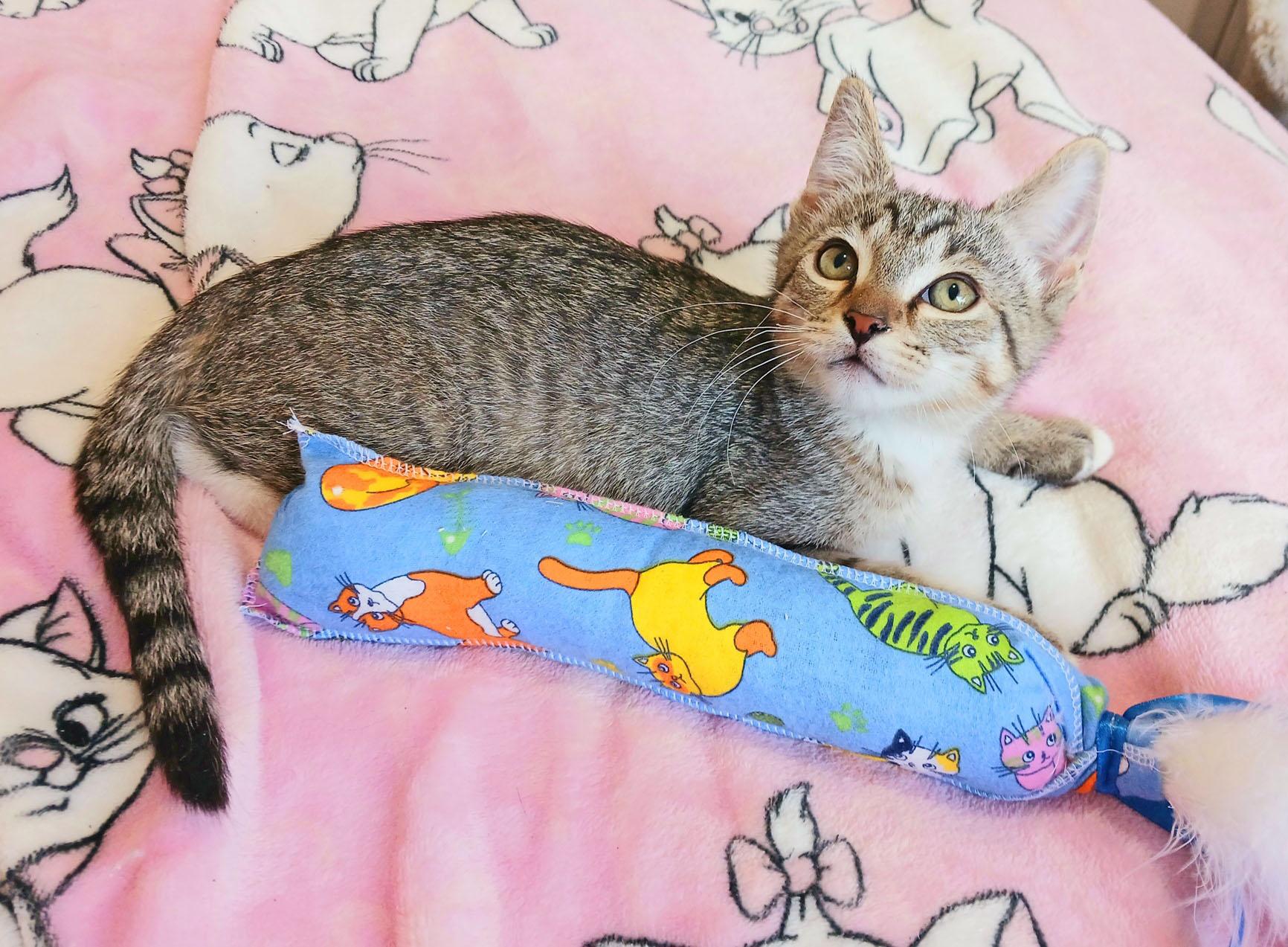 Cornelius James, a ADOPTABLE mixed breed in Mesa, AZ image 3/4