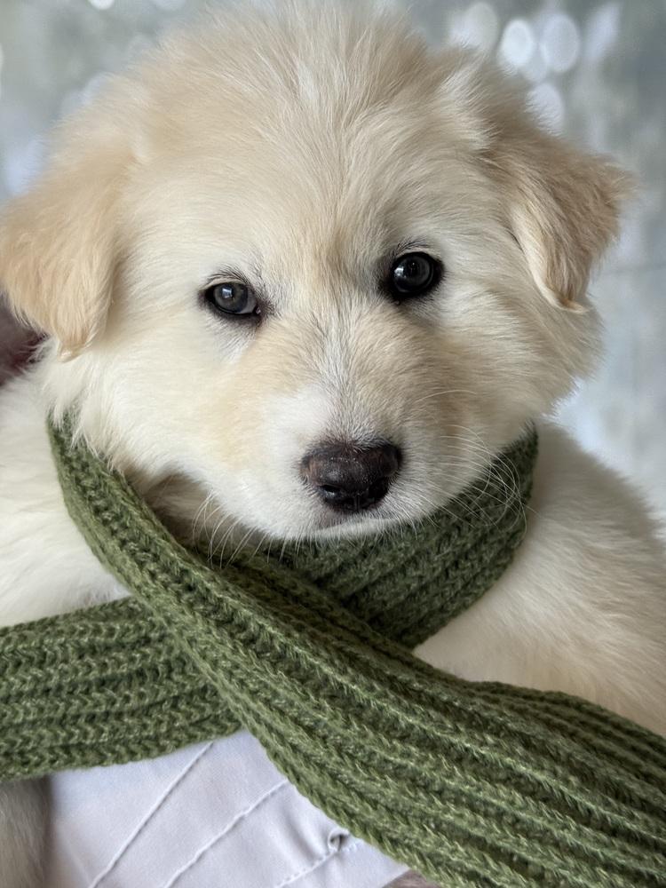 Migo, a Adoptable mixed breed in Littleton, CO image 1/5