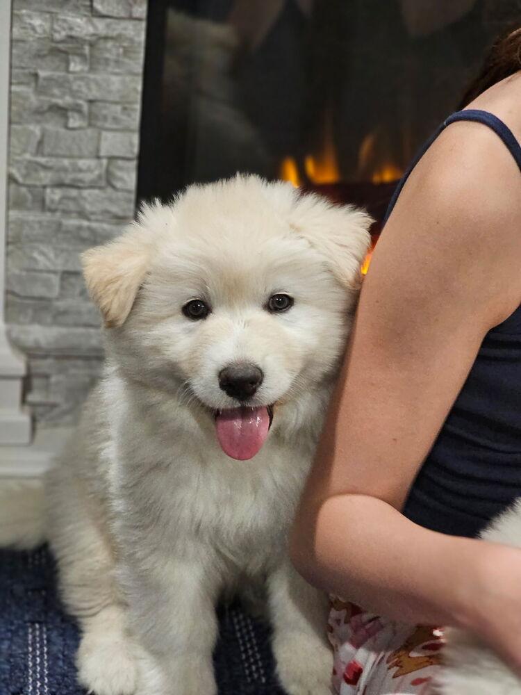 Migo, a Adoptable mixed breed in Littleton, CO image 2/5