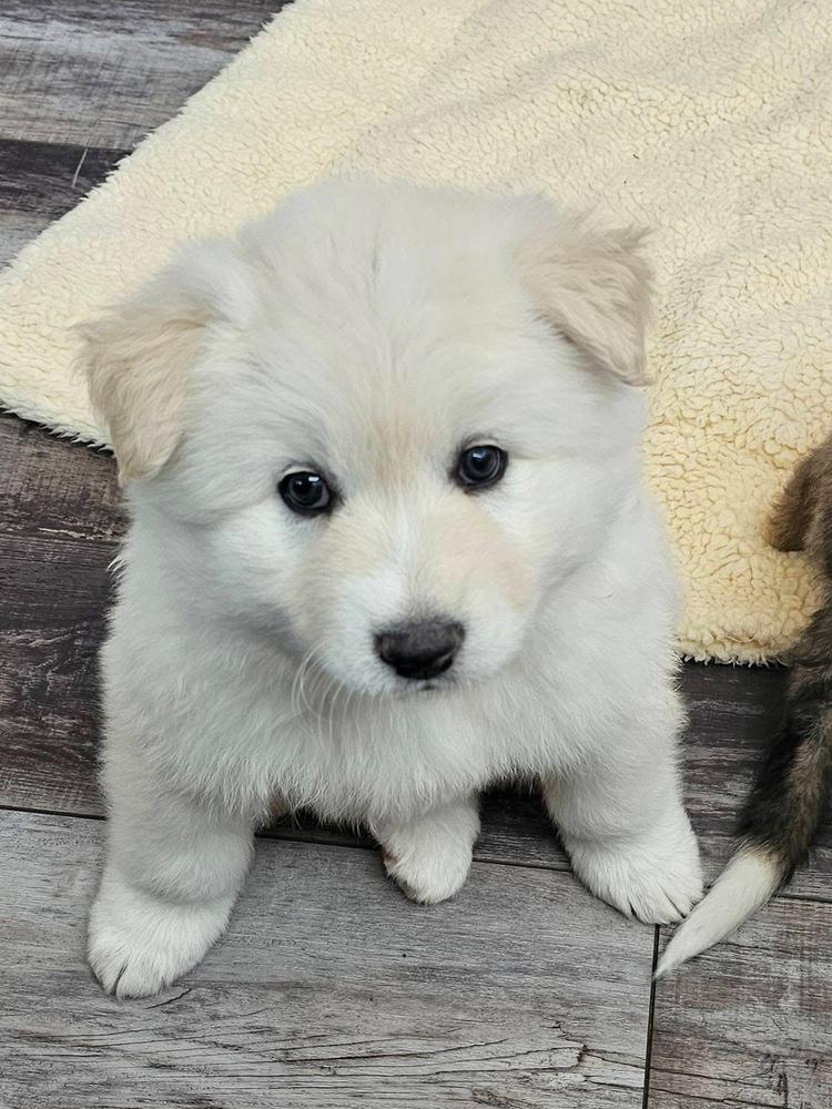 Migo, a Adoptable mixed breed in Littleton, CO image 3/5
