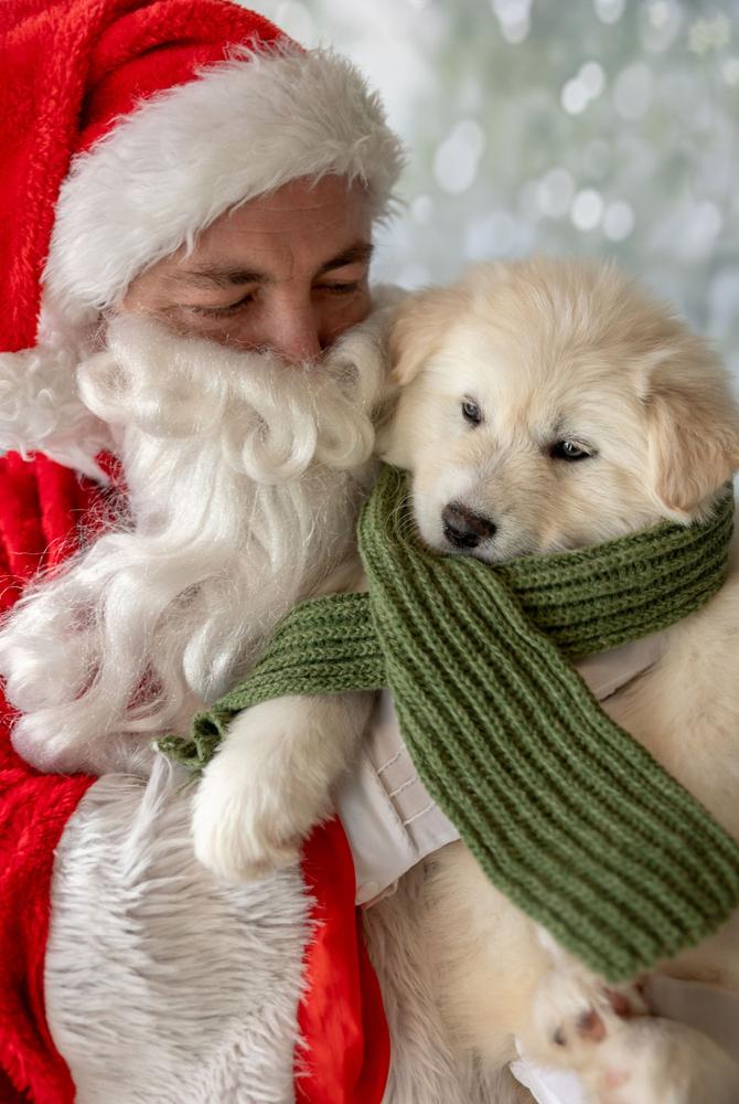 Migo, a Adoptable mixed breed in Littleton, CO image 5/5