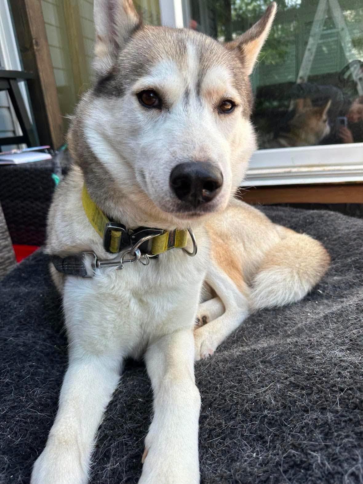 Enlarge Hati, a Adoptable Siberian Husky in London, ON image 1/4