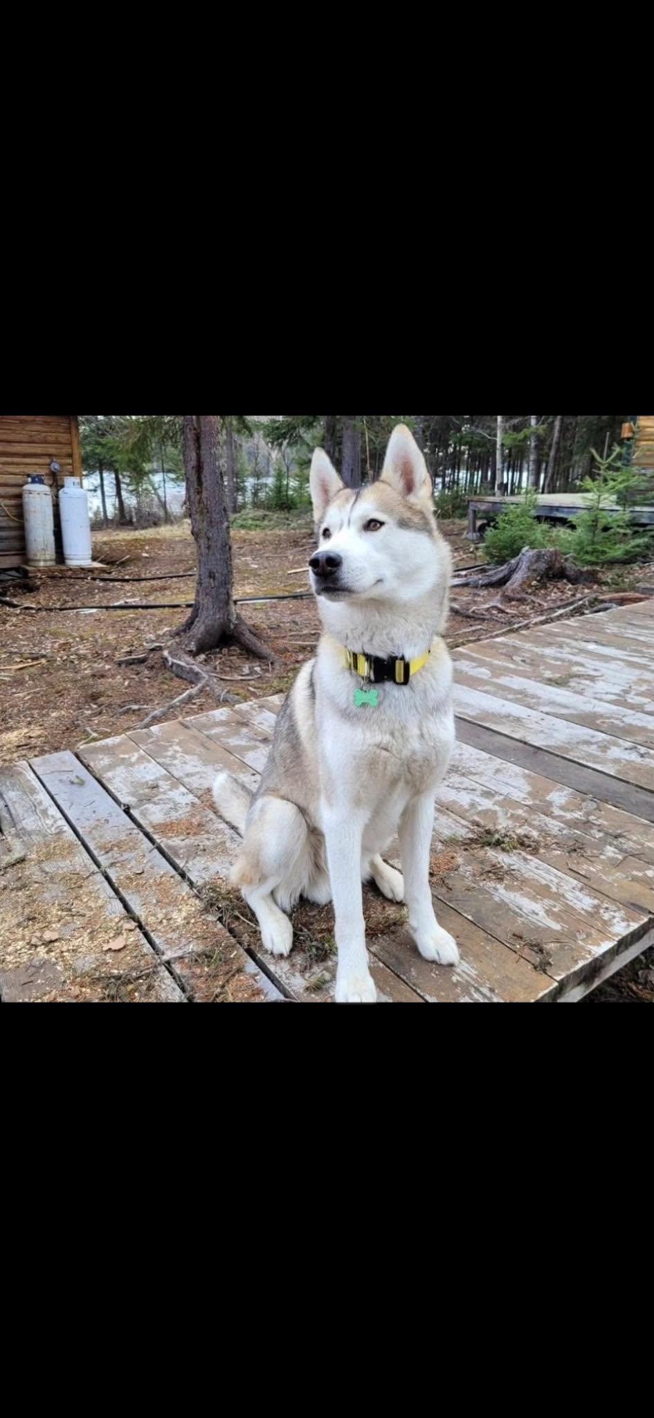 Enlarge Hati, a Adoptable Siberian Husky in London, ON image 2/4