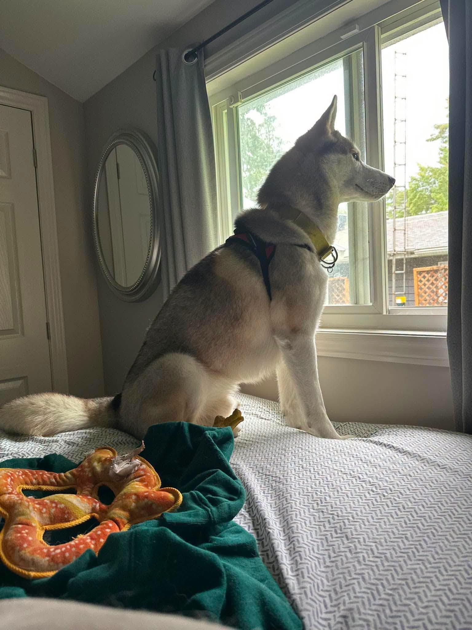 Enlarge Hati, a Adoptable Siberian Husky in London, ON image 3/4