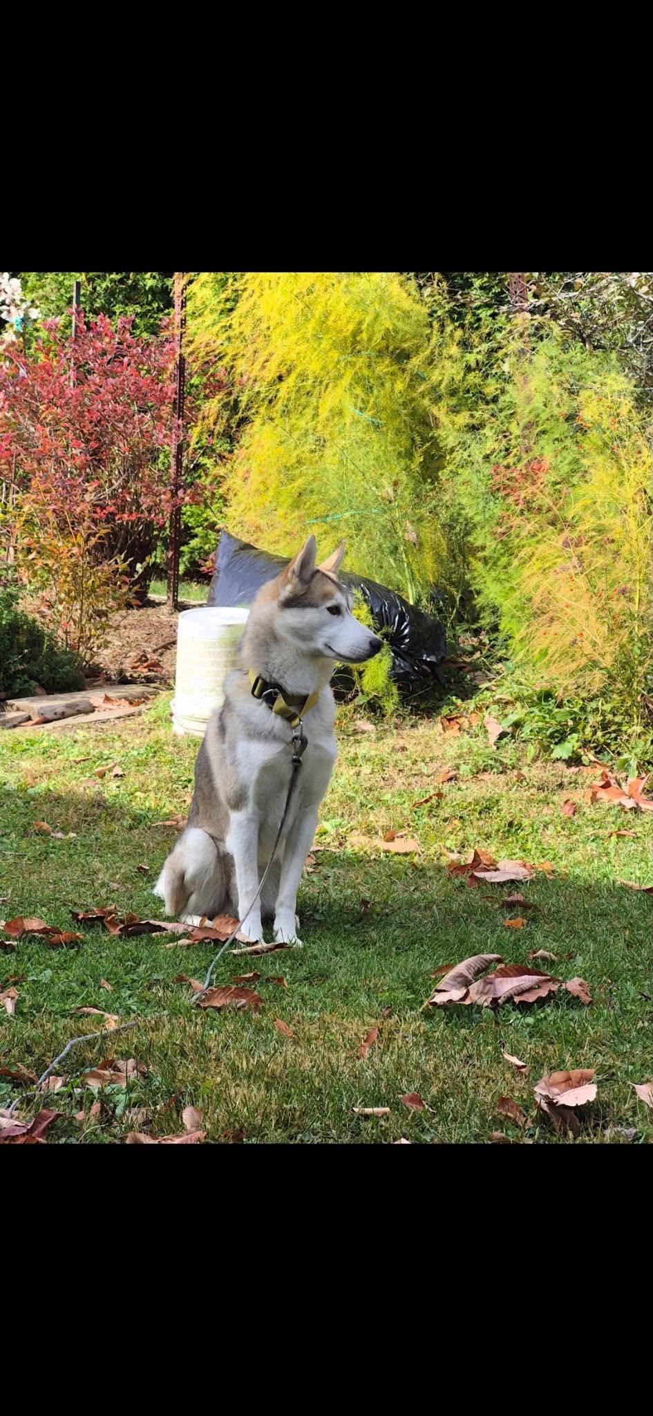 Enlarge Hati, a Adoptable Siberian Husky in London, ON image 4/4