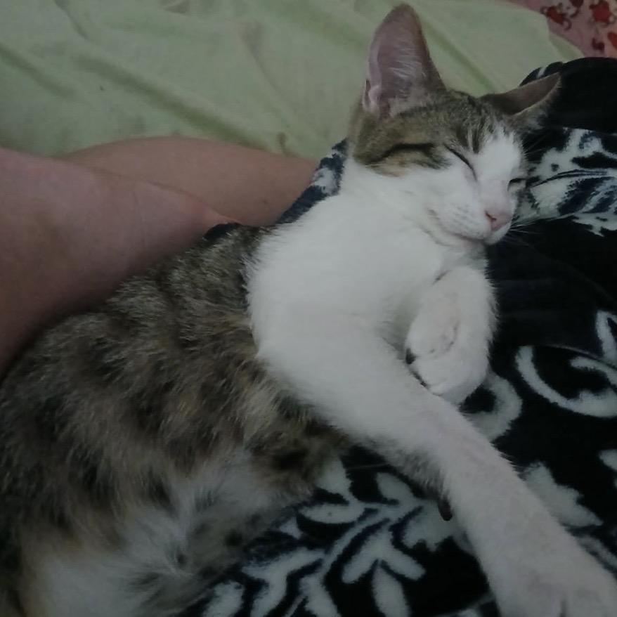 Milo, Adoptable, Young Male Domestic Short Hair.