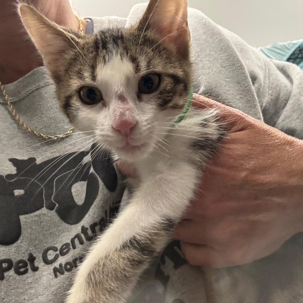 Milo, a Adoptable Domestic Short Hair in Normal, IL image 2/4