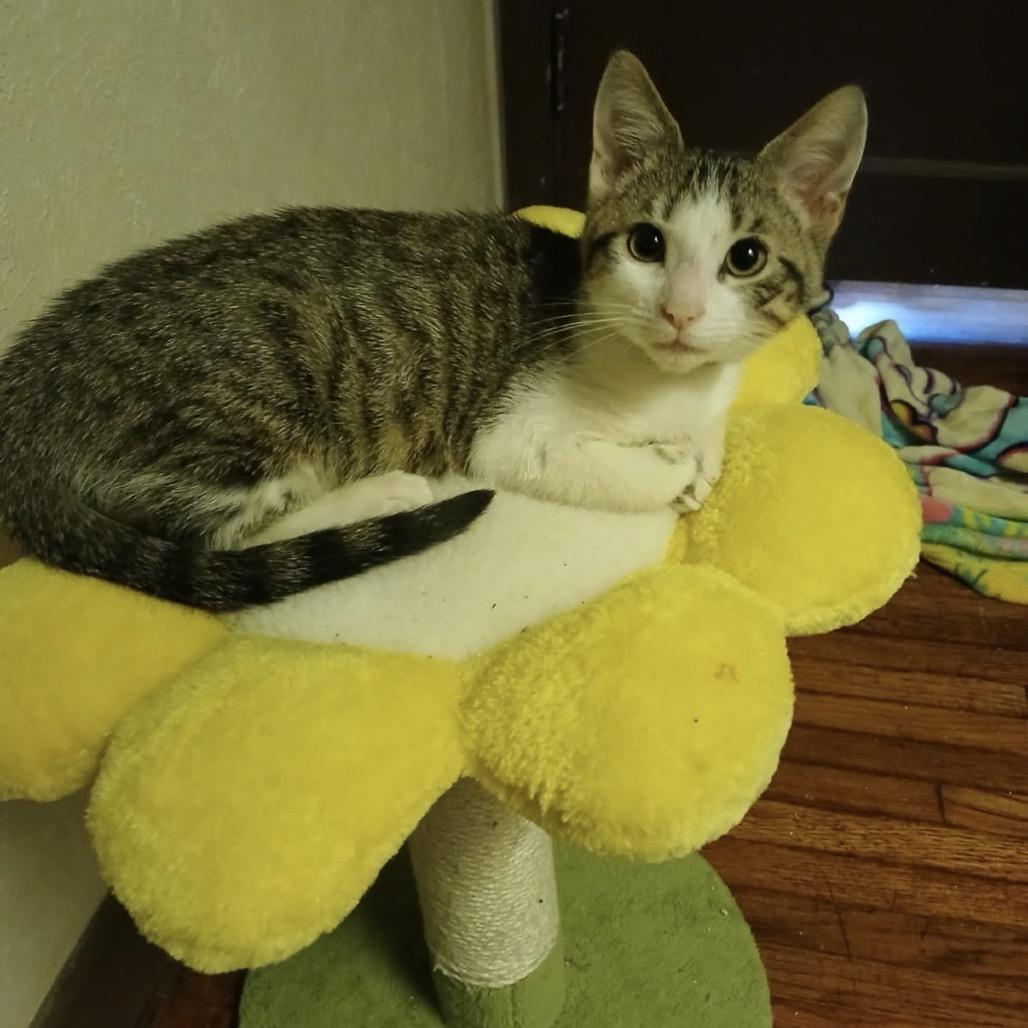 Milo, a Adoptable Domestic Short Hair in Normal, IL image 4/4