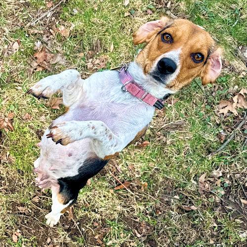 Enlarge Juno, a ADOPTABLE Beagle in Wadsworth, IL image 4/5