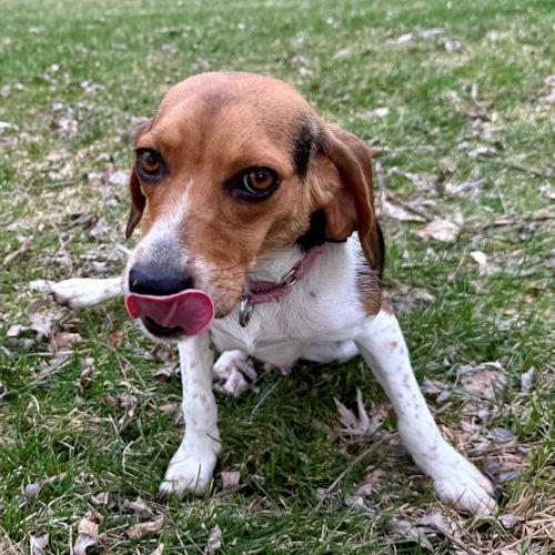Enlarge Juno, a ADOPTABLE Beagle in Wadsworth, IL image 2/5