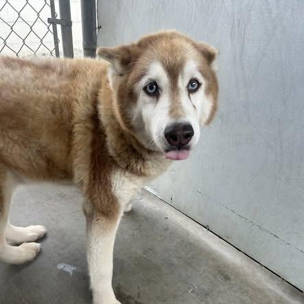 Enlarge 26-781 Jessie, a Adoptable Husky in Los Banos, CA image 1/3