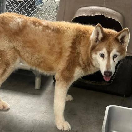 Enlarge 26-781 Jessie, a Adoptable Husky in Los Banos, CA image 2/3