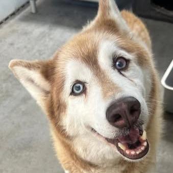 Enlarge 26-781 Jessie, a Adoptable Husky in Los Banos, CA image 3/3