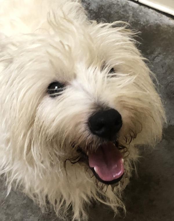 Royal, Adoptable, Adult Male Mixed Breed.