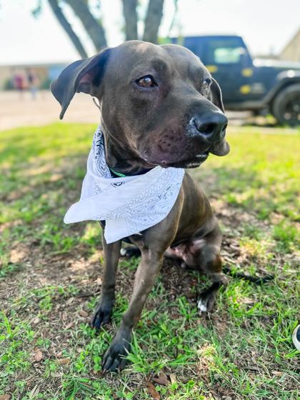 Cherokee, an adoptable Terrier in Albany, NY_image-1