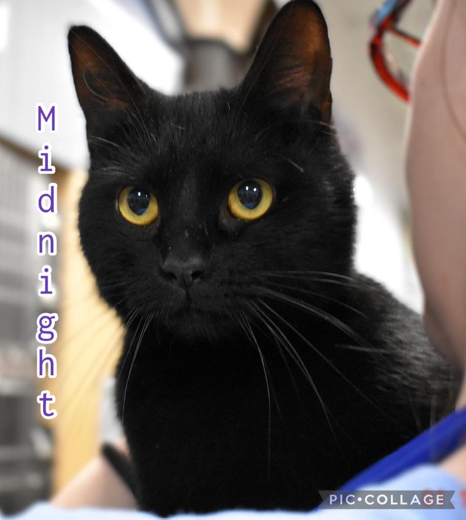 Midnight, Adoptable, Adult Female Domestic Short Hair.