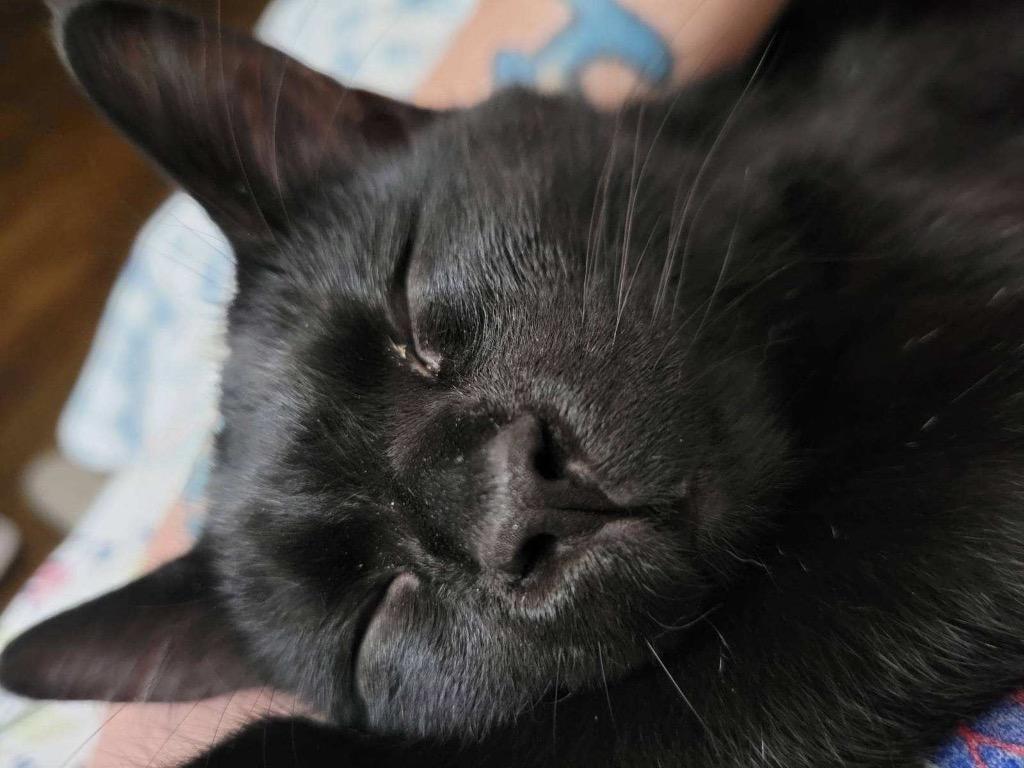 Enlarge Midnight, a Adoptable mixed breed in Fort Oglethorpe, GA image 3/4