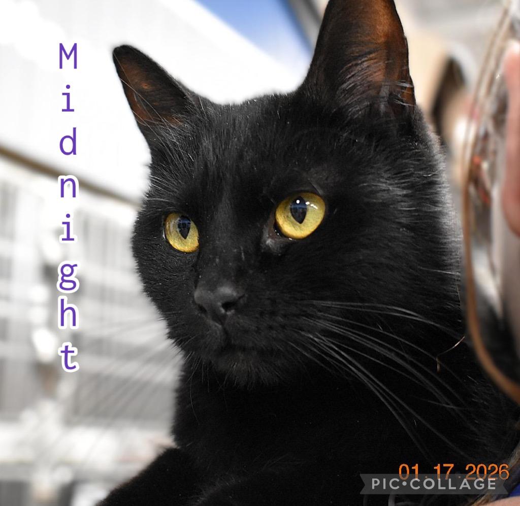 Enlarge Midnight, a Adoptable mixed breed in Fort Oglethorpe, GA image 4/4