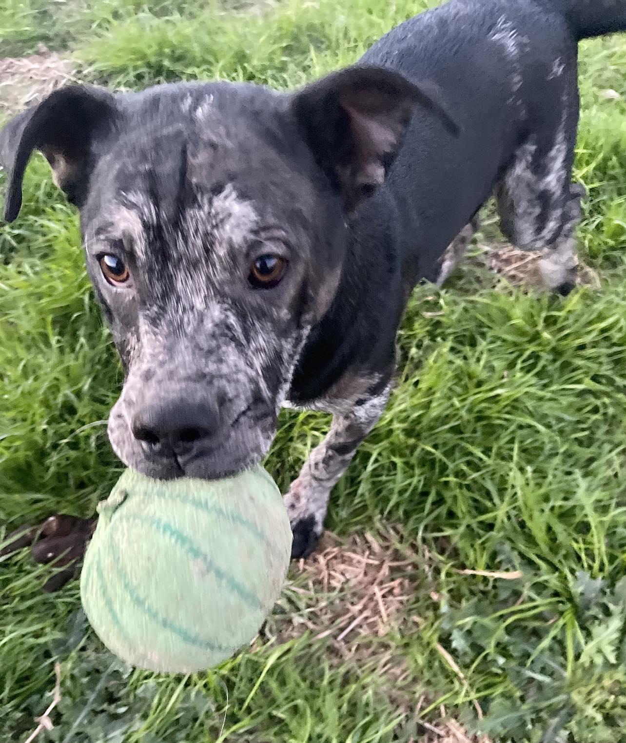 Rebel, Adopted, Adult Female Australian Cattle Dog / Blue Heeler.