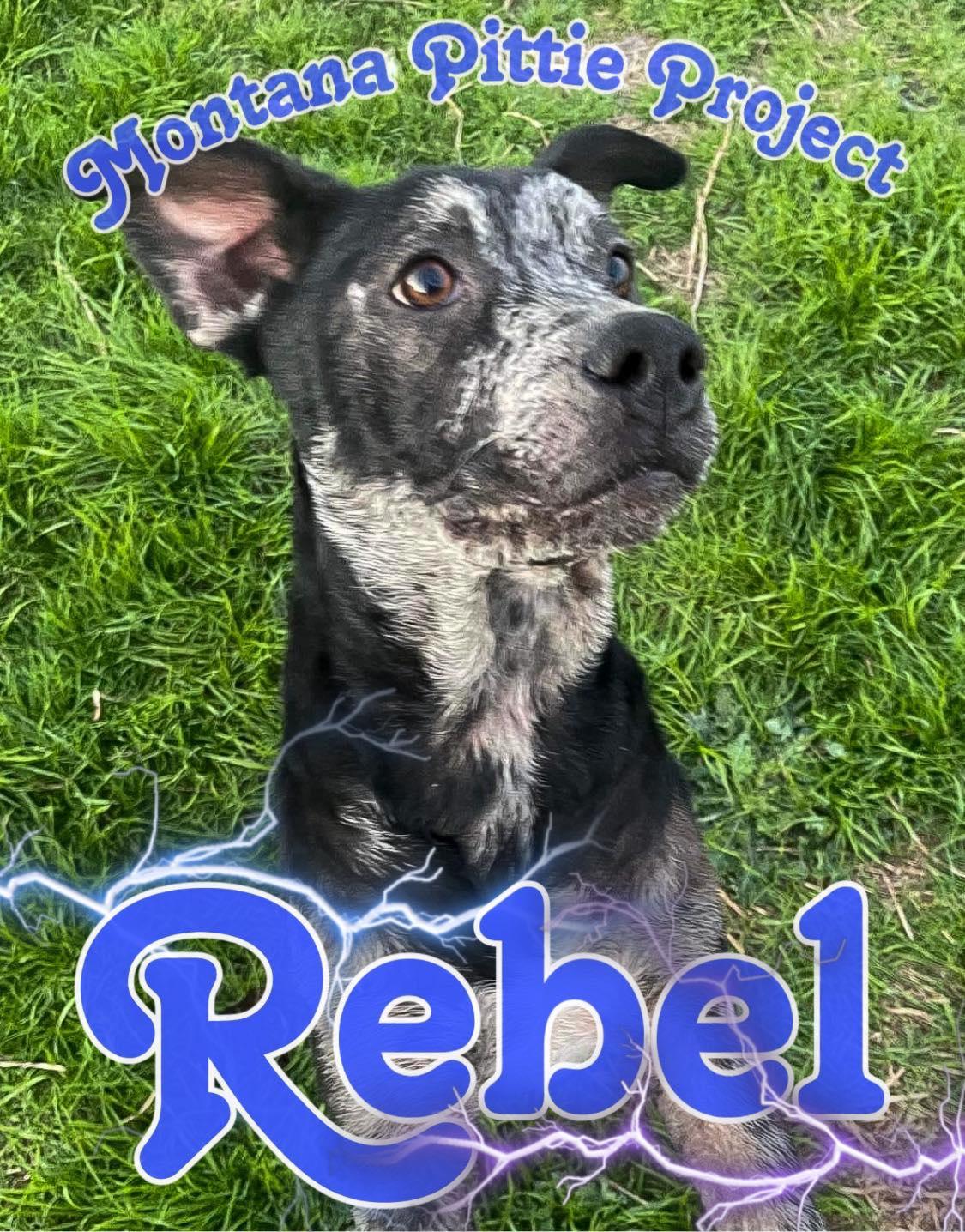 Rebel, a Adopted mixed breed in Arlee, MT image 2/6