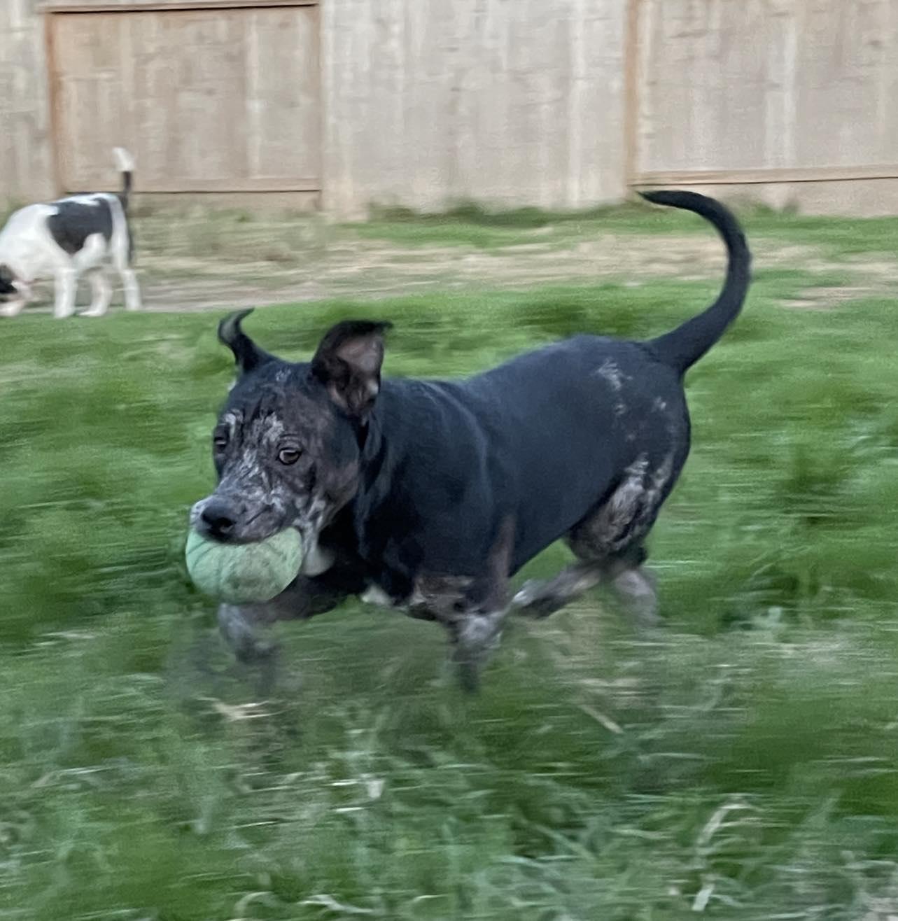 Rebel, a Adopted mixed breed in Arlee, MT image 3/6