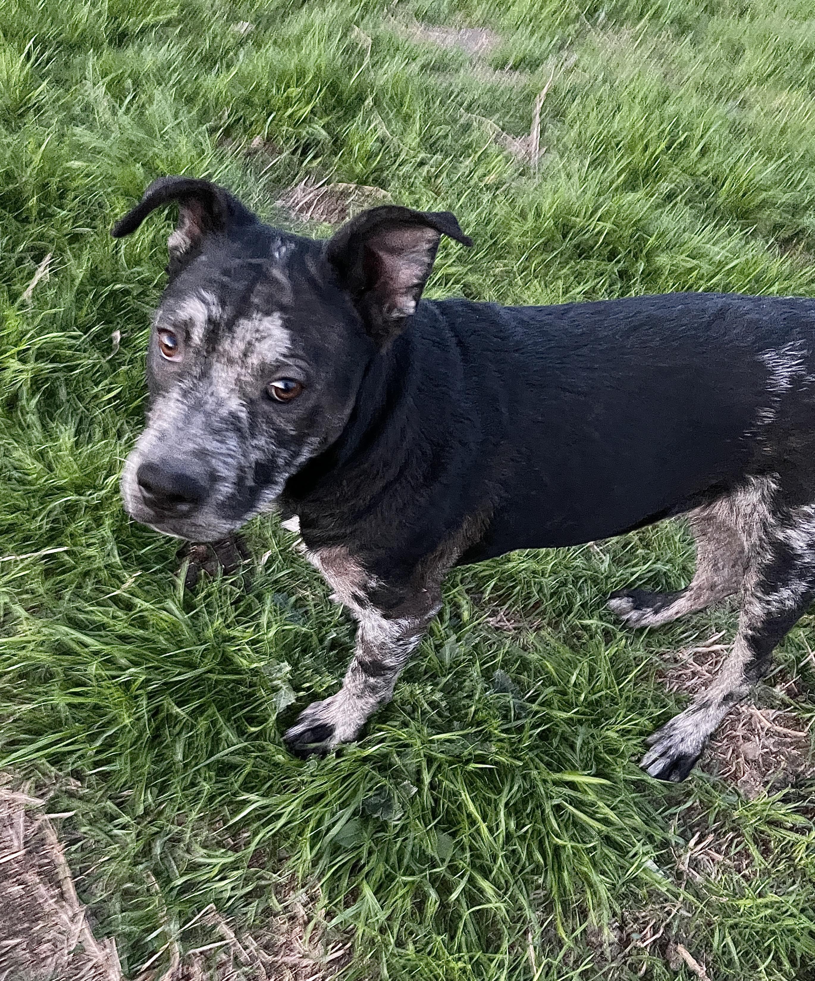 Rebel, a Adopted mixed breed in Arlee, MT image 4/6