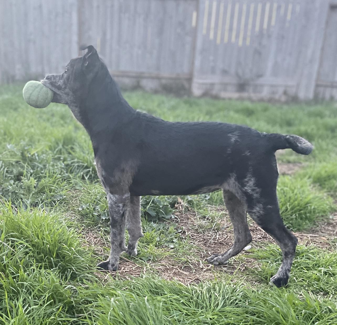 Rebel, a Adopted mixed breed in Arlee, MT image 5/6