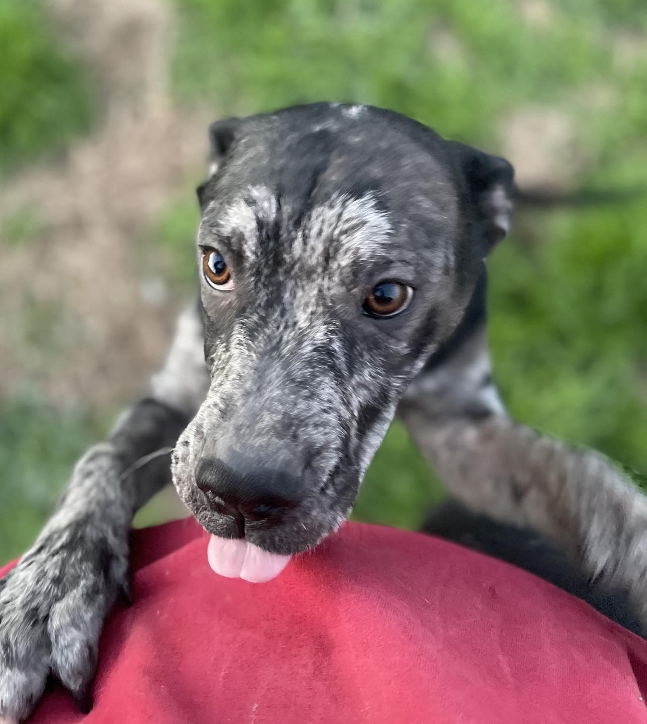 Rebel, a Adopted mixed breed in Arlee, MT image 6/6