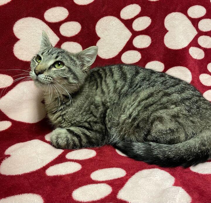 Enlarge Lola Bunny, an adoptable Tabby in Jackson, MI image 5/6