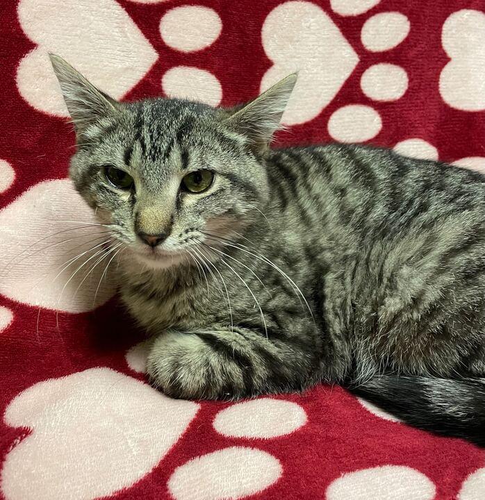 Enlarge Lola Bunny, an adoptable Tabby in Jackson, MI image 6/6