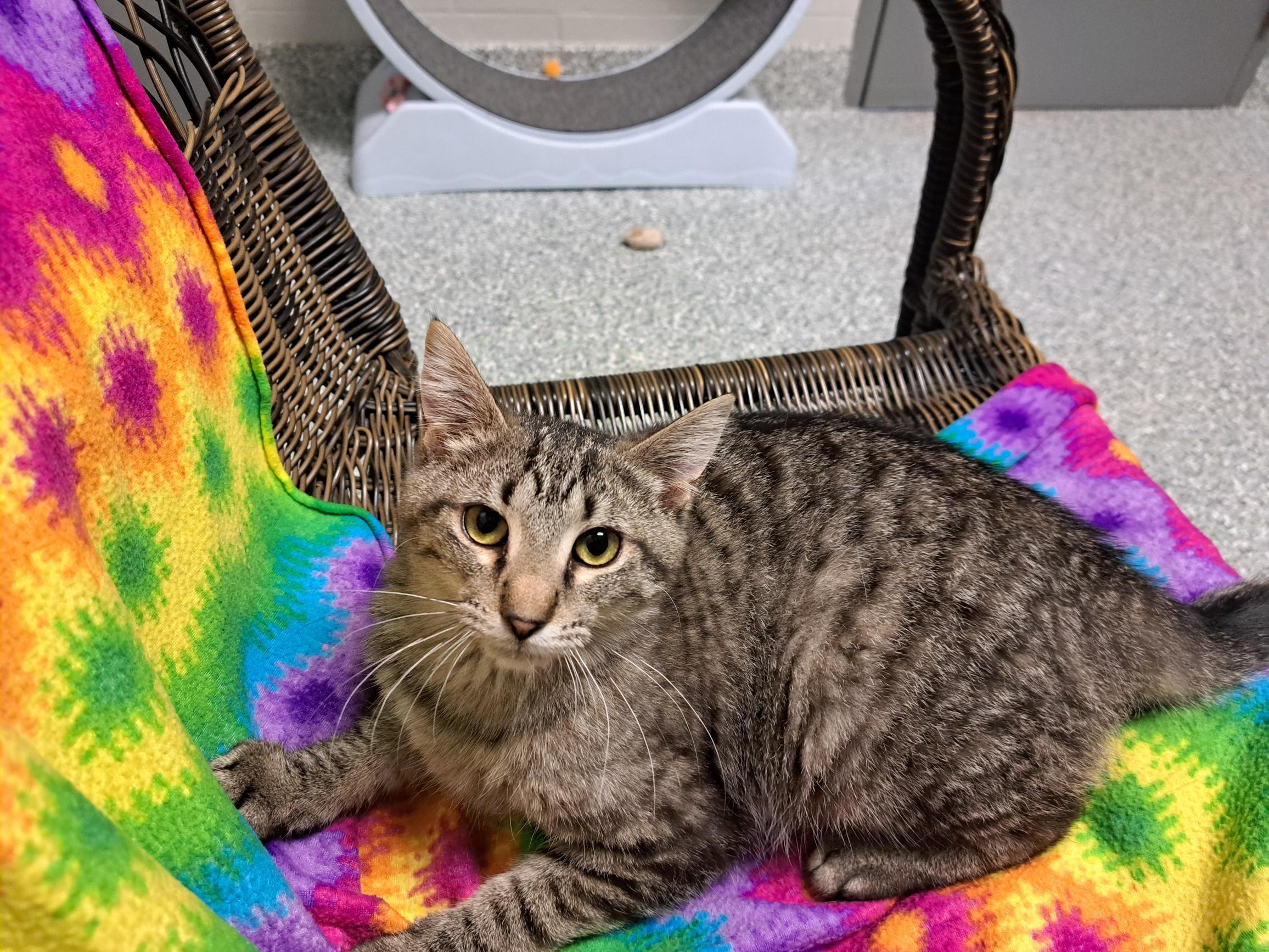 Enlarge Lola Bunny, an adoptable Tabby in Jackson, MI image 2/6