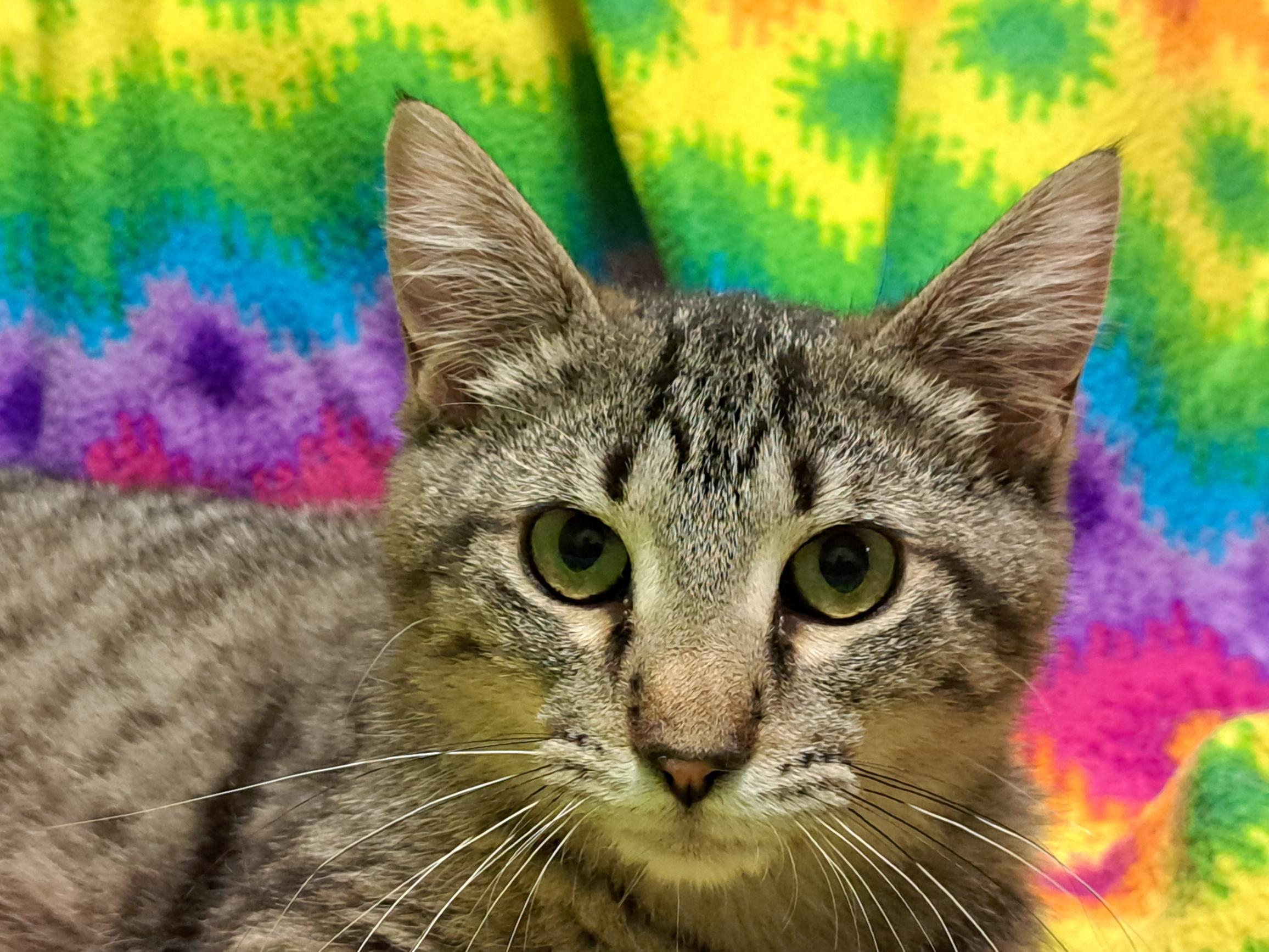 Enlarge Lola Bunny, an adoptable Tabby in Jackson, MI image 1/6