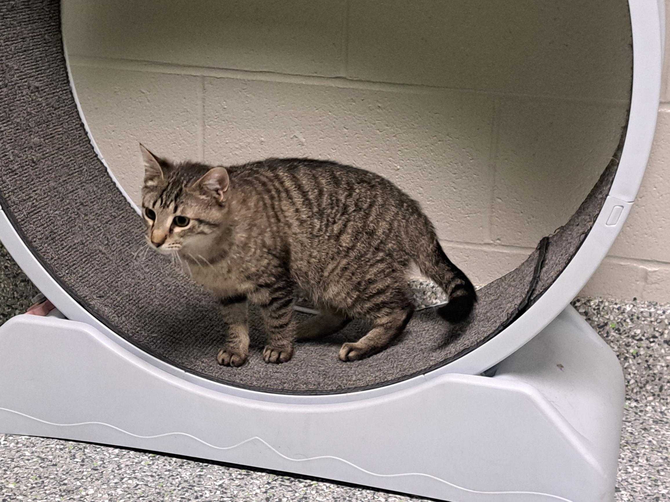 Enlarge Lola Bunny, an adoptable Tabby in Jackson, MI image 3/6