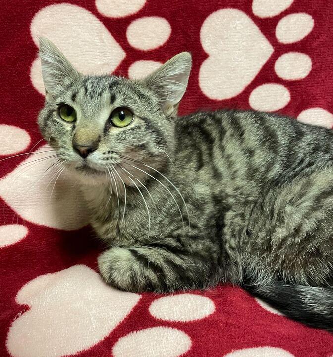 Enlarge Lola Bunny, an adoptable Tabby in Jackson, MI image 4/6