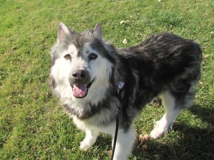 Blair, Adoptable, Senior Female Alaskan Malamute & Mixed Breed.