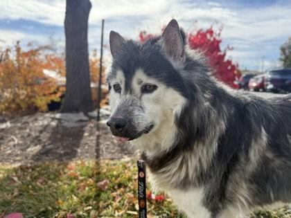 Enlarge Blair, a Adoptable mixed breed in Boulder, CO image 2/3