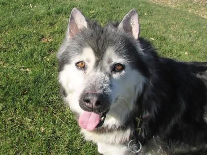 Enlarge Blair, a Adoptable mixed breed in Boulder, CO image 3/3