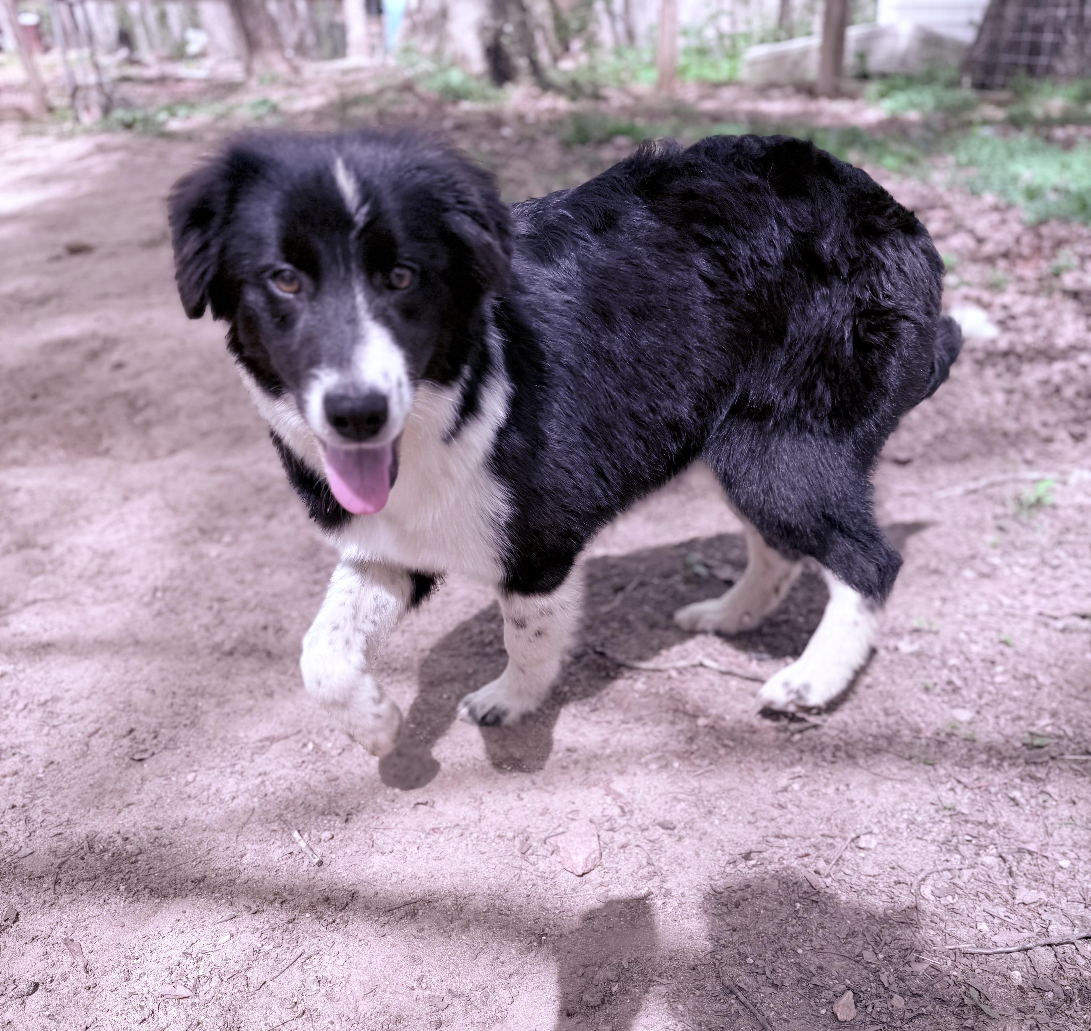 Enlarge Buck, an adopted mixed breed in Oxford, GA image 2/3