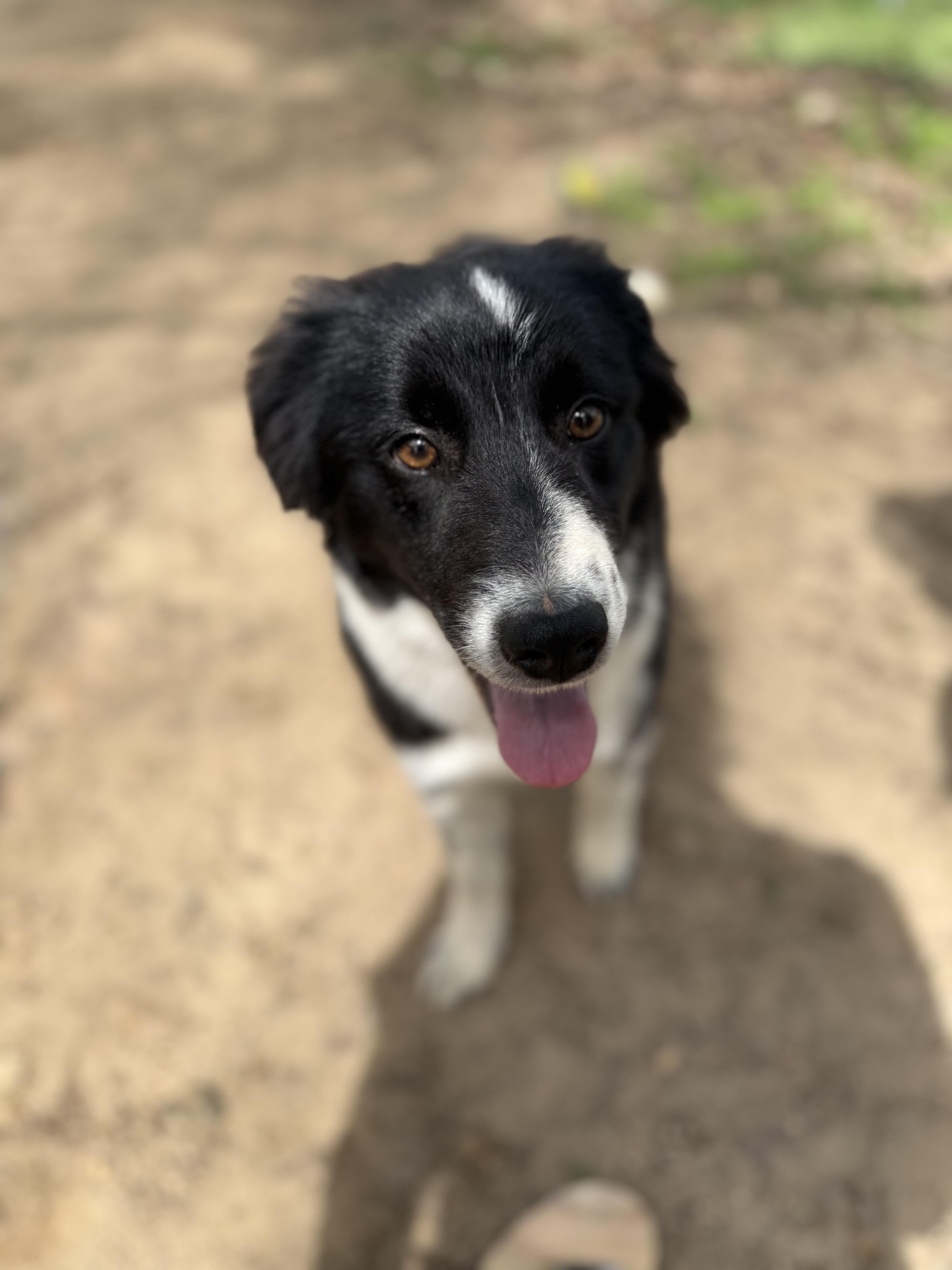 Enlarge Buck, an adopted mixed breed in Oxford, GA image 3/3