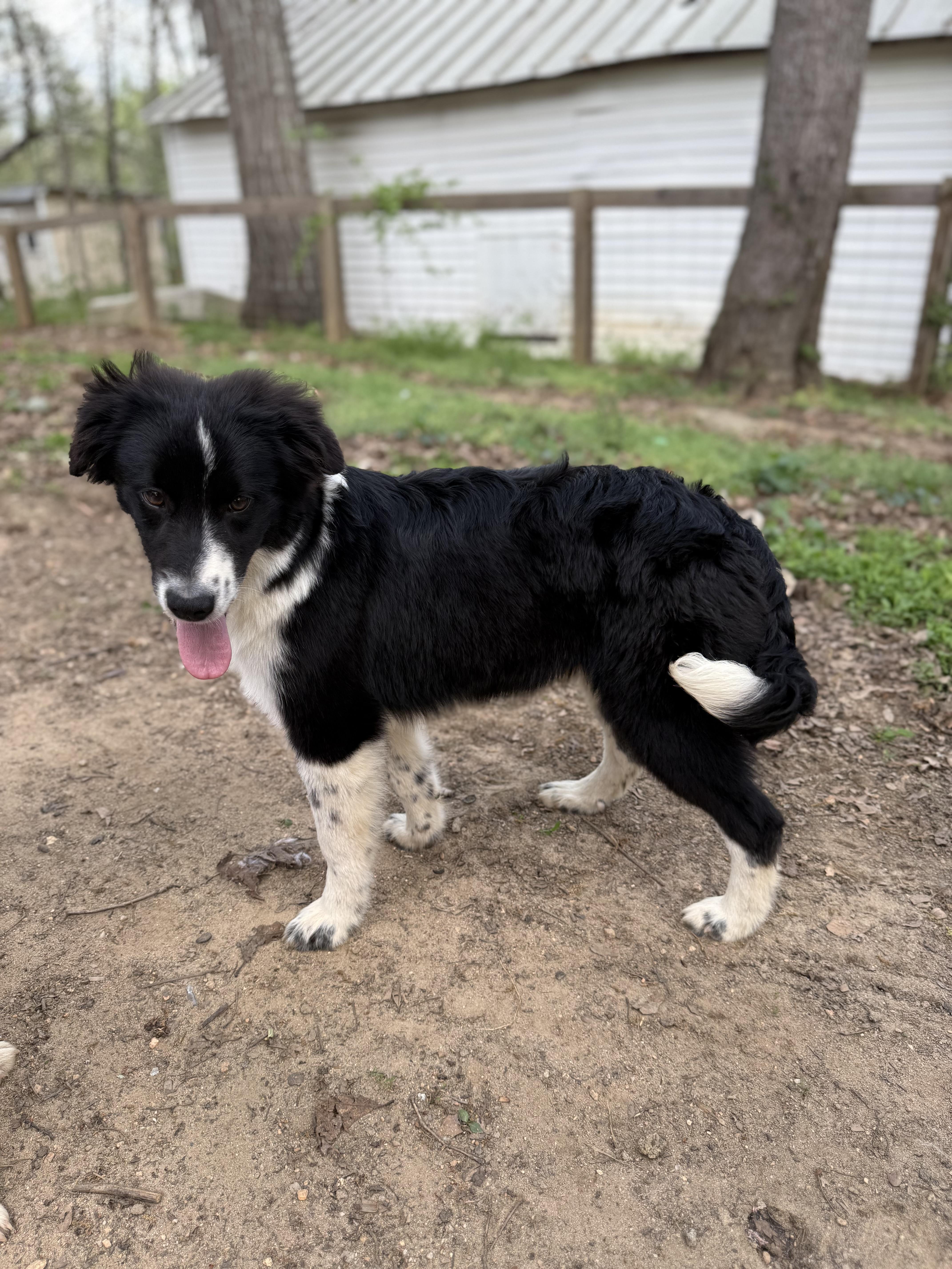 Buck, adopted, Young Male Australian Shepherd.