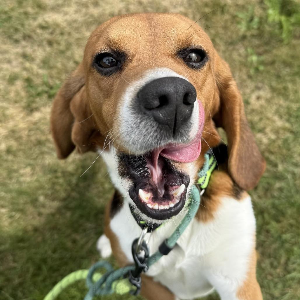 Brioche, Adoptable, Adult Male Beagle.