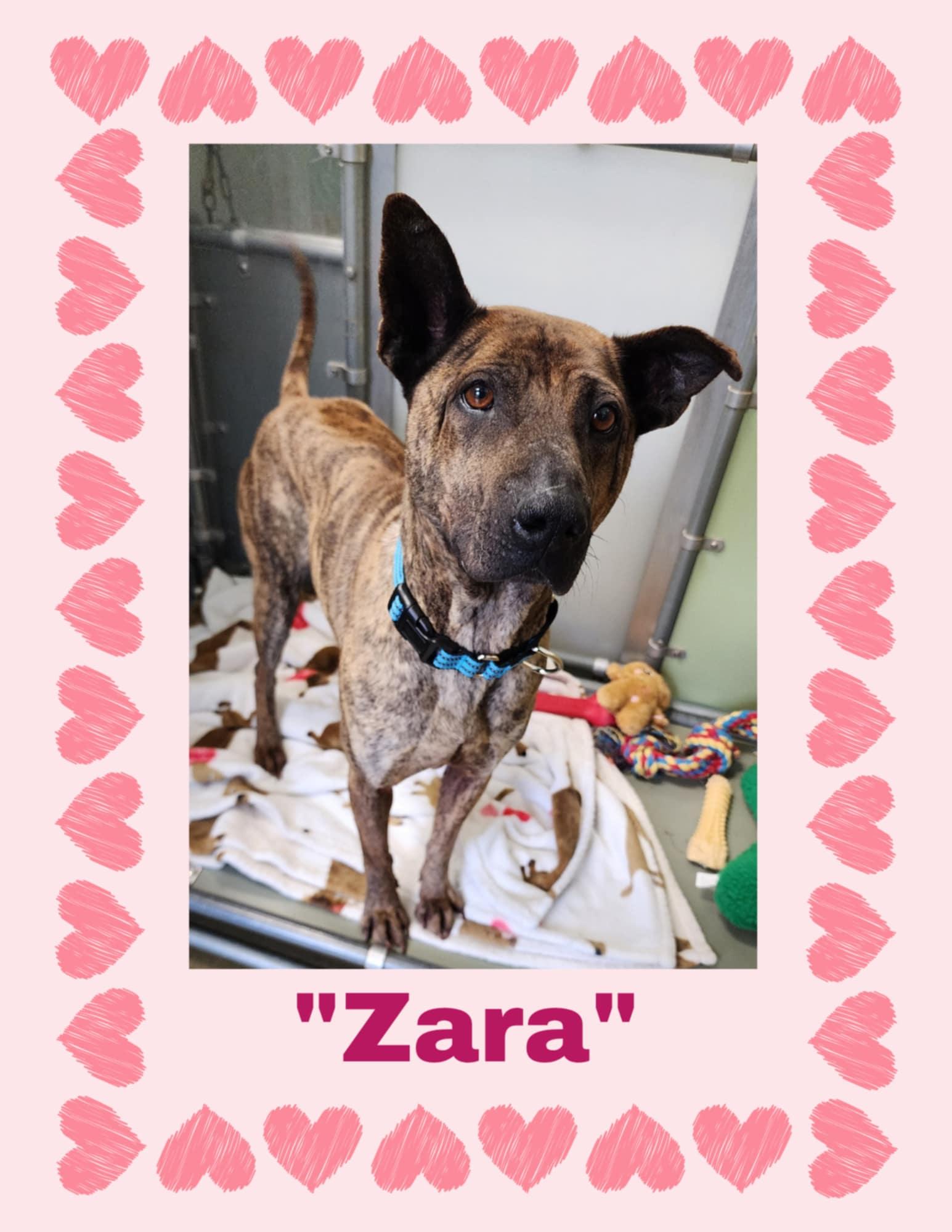 ZARA, Adult Female Thai Ridgeback