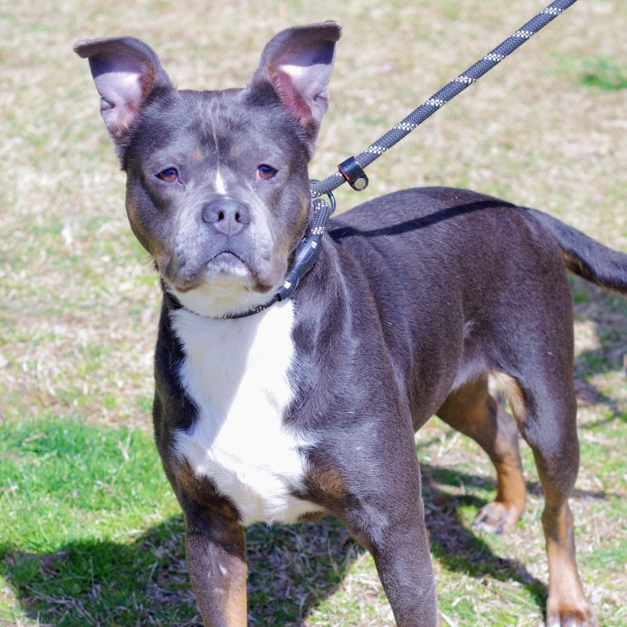 Fiona, Young Female Boston Terrier