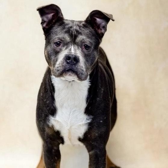 Enlarge Fiona, a Adoptable mixed breed in Sautee Nacoochee, GA image 3/4