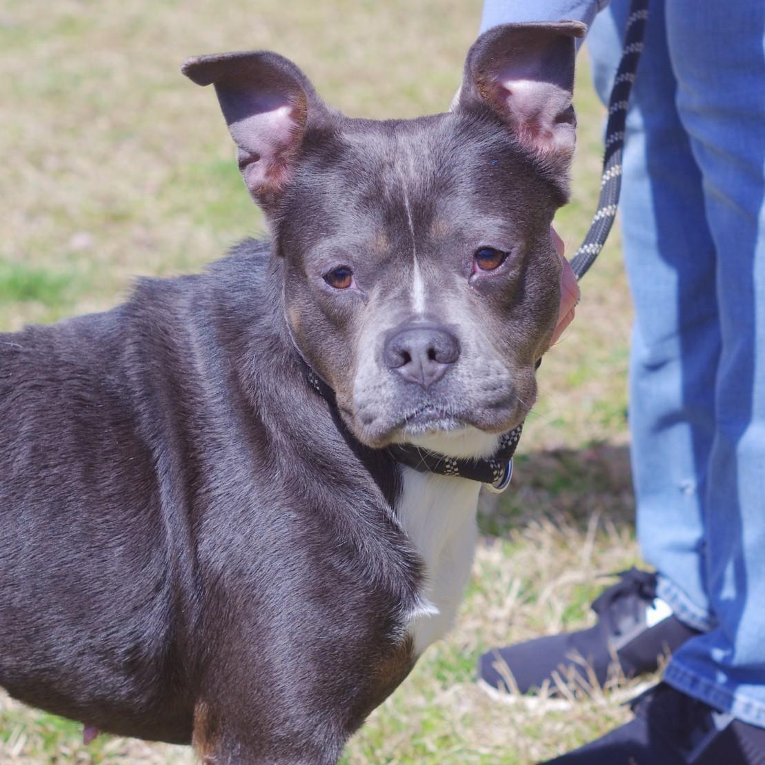 Enlarge Fiona, a Adoptable mixed breed in Sautee Nacoochee, GA image 4/4