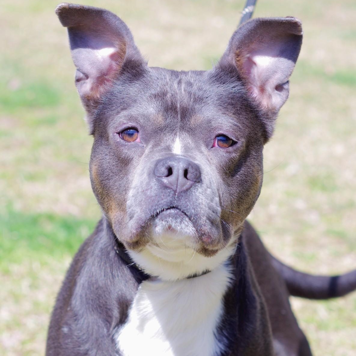 Enlarge Fiona, a Adoptable mixed breed in Sautee Nacoochee, GA image 2/4