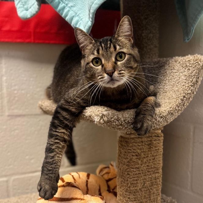 Lulu, Adoptable, Senior Female Domestic Short Hair.