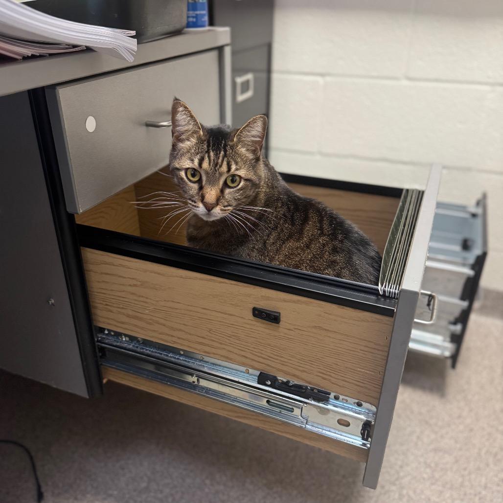 Lulu — thumbnail 2