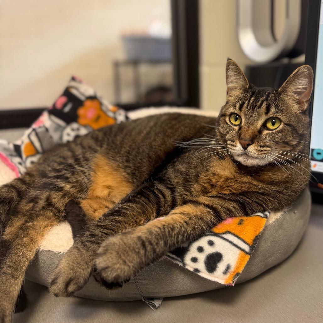 Lulu — thumbnail 4