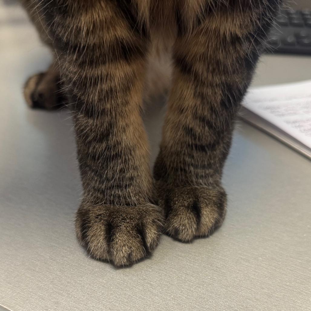 Lulu — thumbnail 5